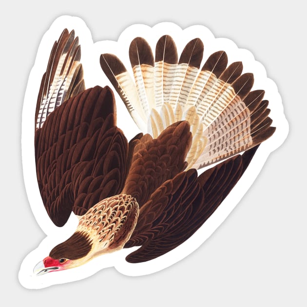 Brazilian Caracara Eagle Sticker by RockettGraph1cs